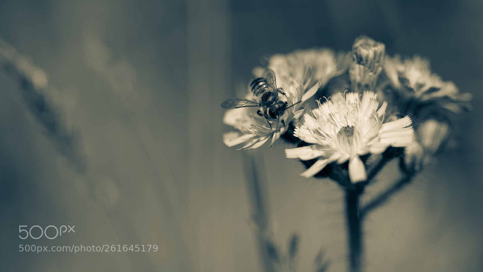 Nikon D750 sample photo. Monochrome macro photography