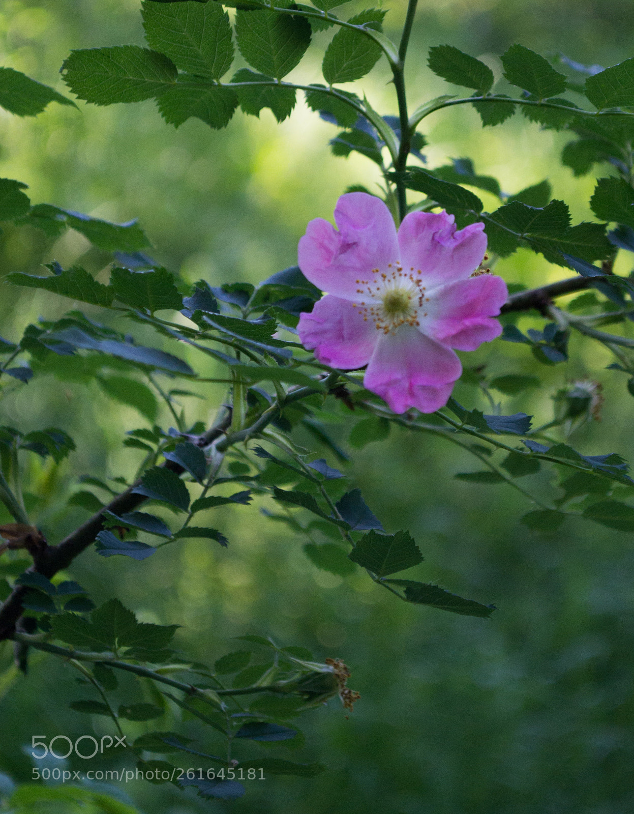 Nikon D3100 sample photo. Dogrose in the woods photography