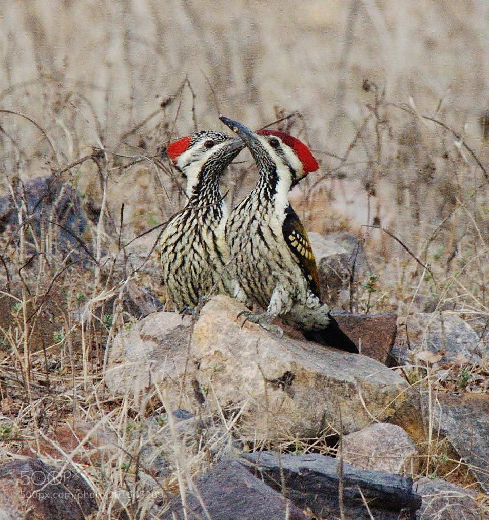 Nikon D3 sample photo. Red wood peckers photography