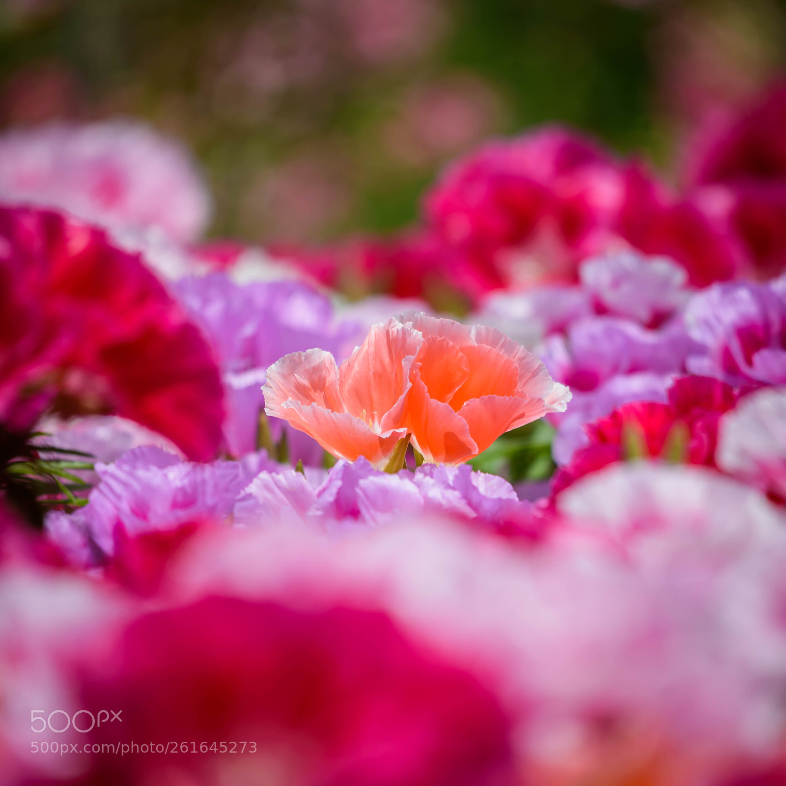 Nikon D750 sample photo. D photography