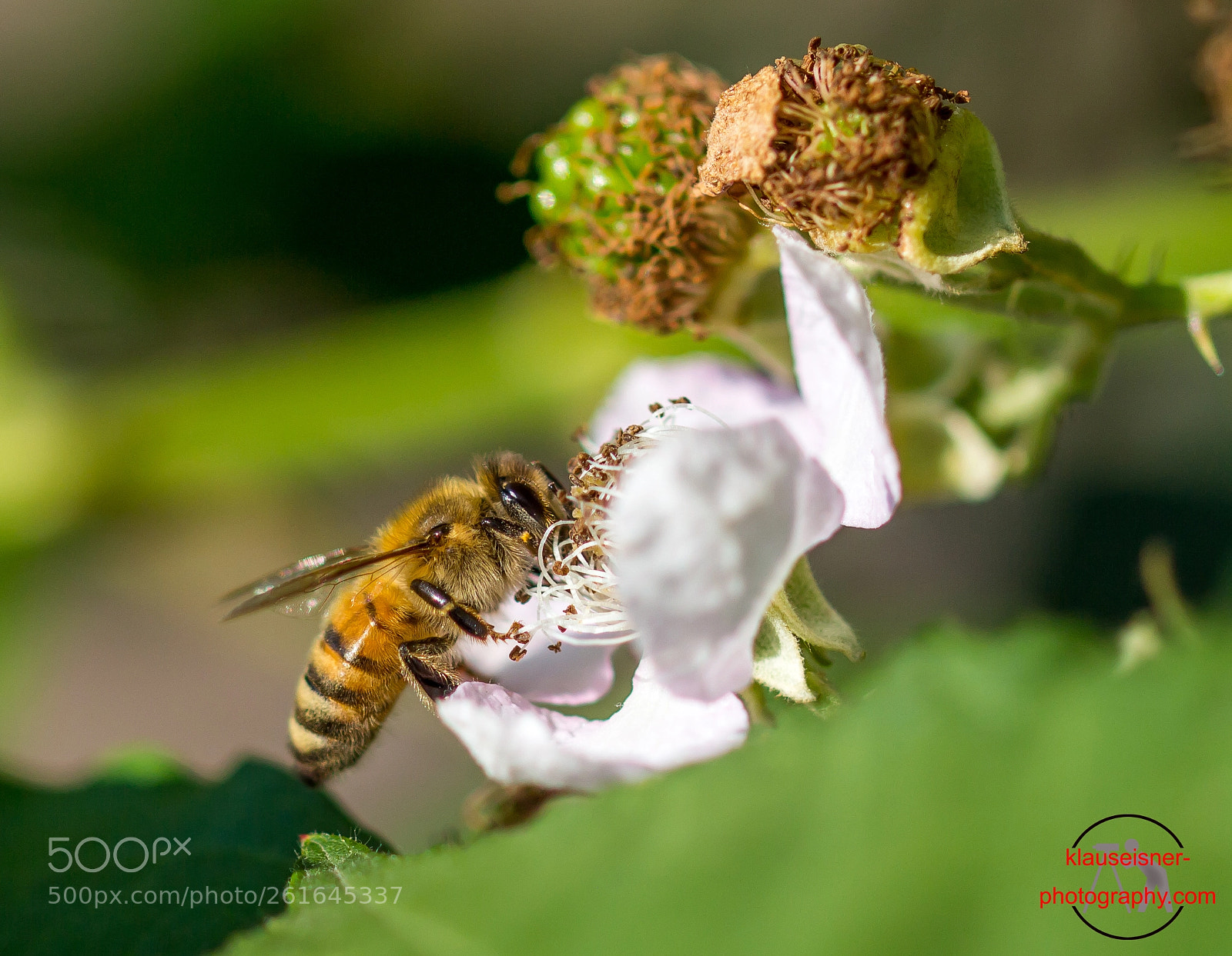 Canon EOS 700D (EOS Rebel T5i / EOS Kiss X7i) sample photo. Honigbiene / honey bee photography