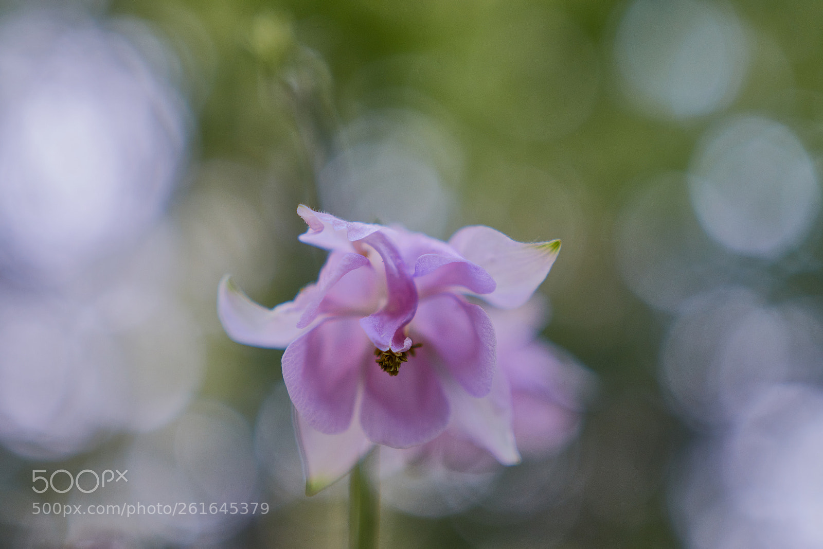 Canon EOS 80D sample photo. Columbine photography