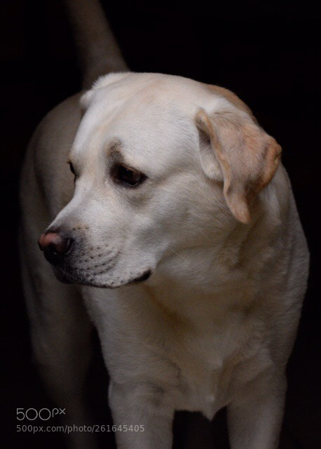 Nikon D3300 sample photo. Untitled photography