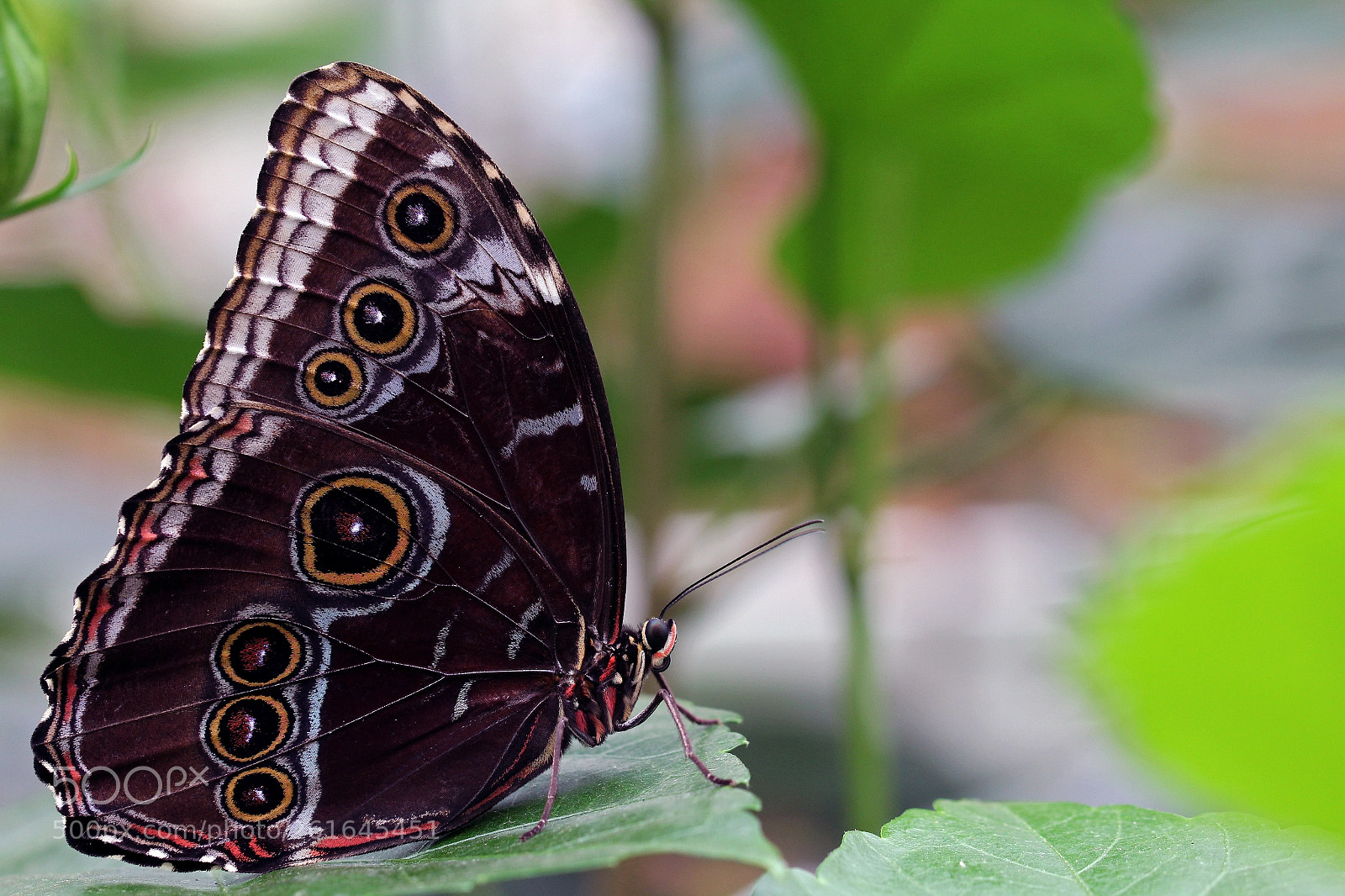 Canon EOS 1200D (EOS Rebel T5 / EOS Kiss X70 / EOS Hi) sample photo. Schmetterling photography
