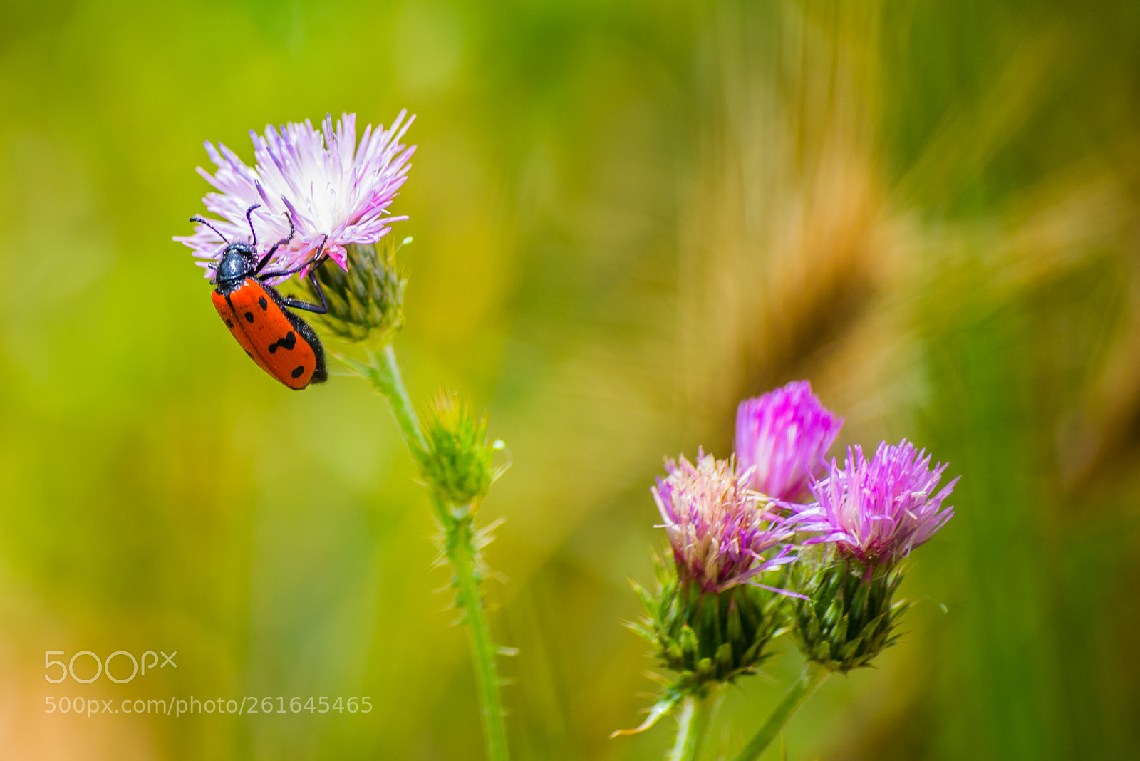 Nikon D750 sample photo. Escarabajo de 6 puntos photography