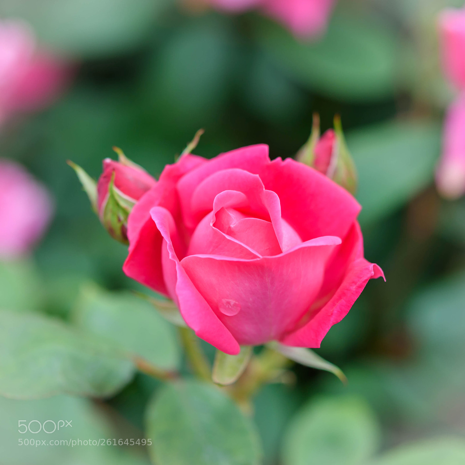 Nikon D750 sample photo. D photography