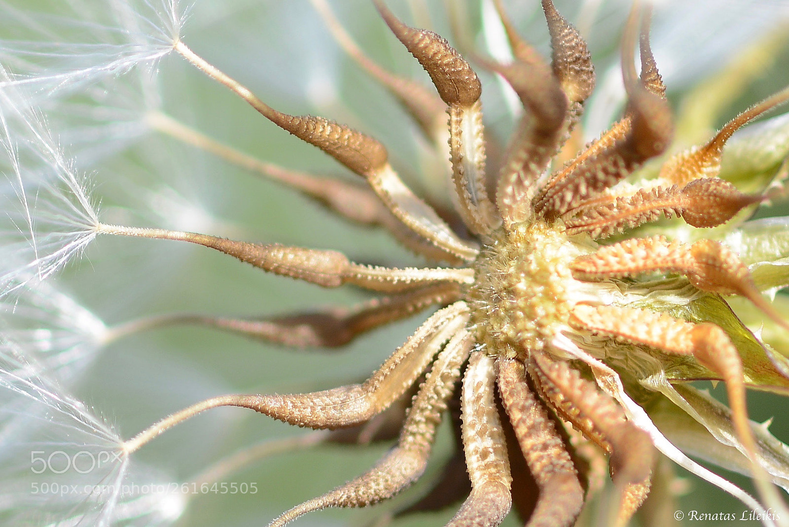 Nikon D7100 sample photo. Dandelion photography
