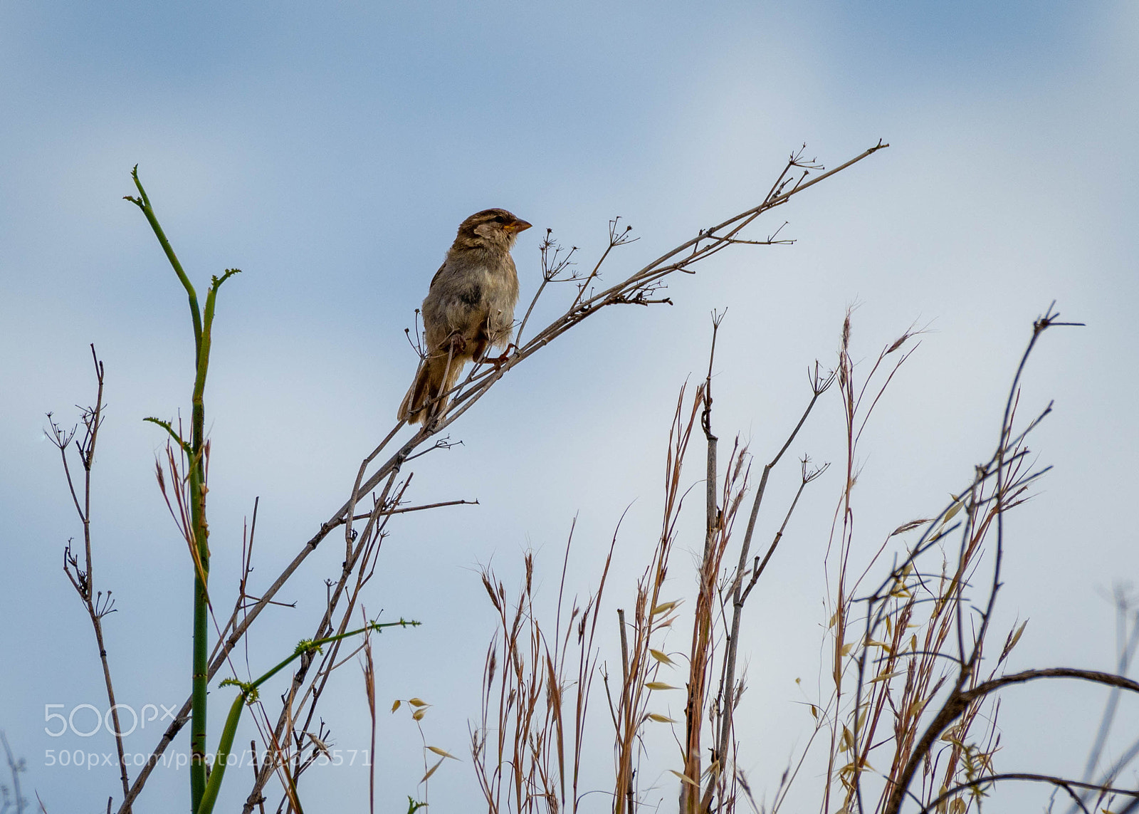 Nikon D500 sample photo. Morning break time photography