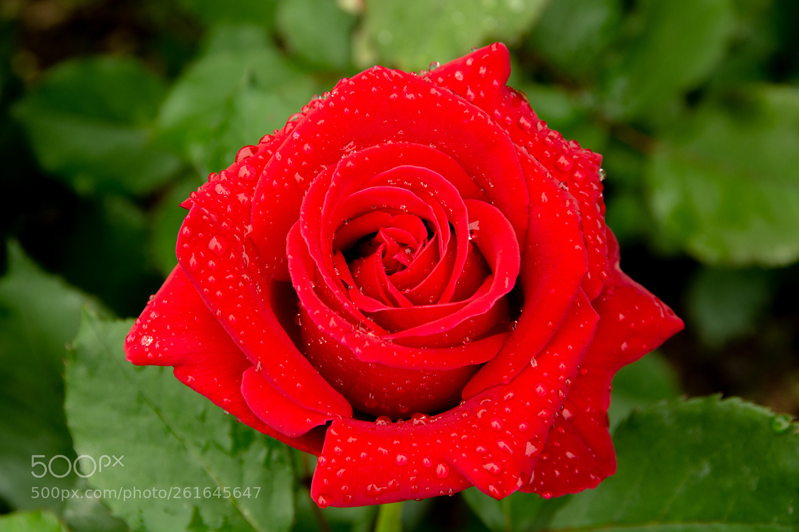 Nikon D7100 sample photo. Veterans' honor rose photography