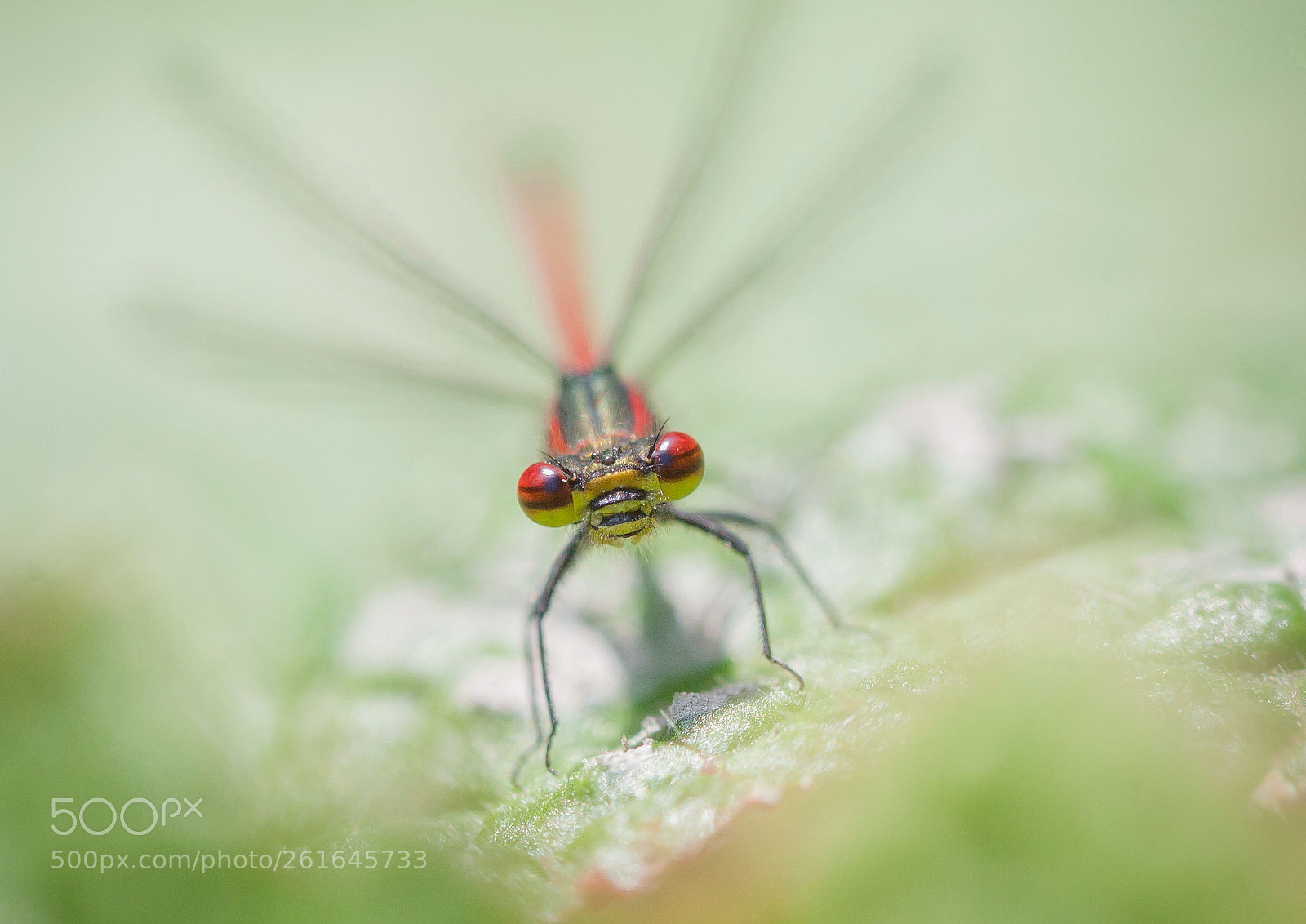 Canon EOS 5D Mark II sample photo. Large red damselfly. photography