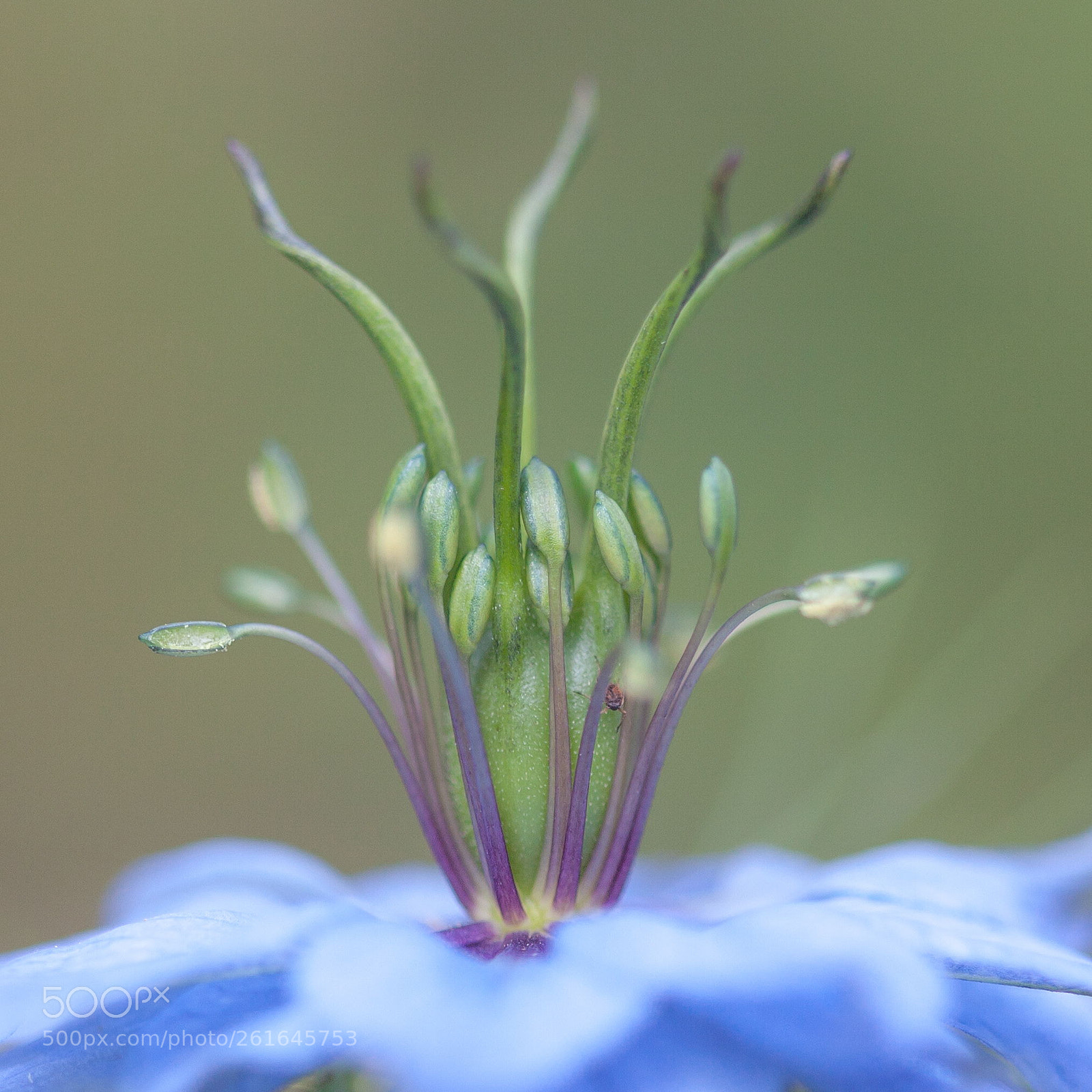 Canon EOS 5D Mark II sample photo. Love in the mist. photography