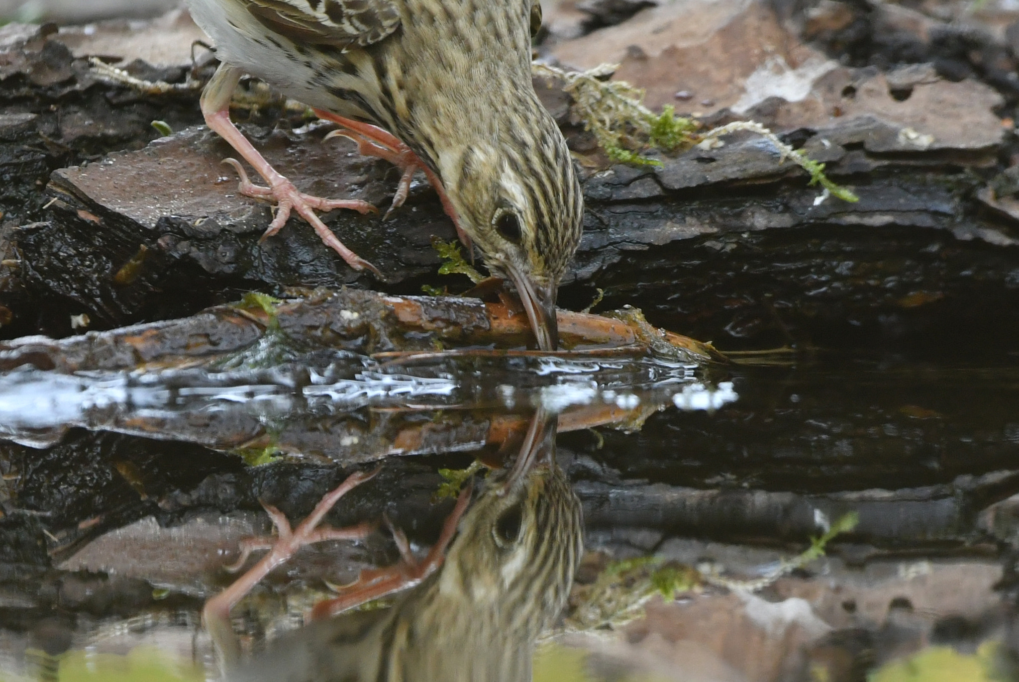 Nikon AF-S Nikkor 500mm F4G ED VR sample photo. Boompieper photography