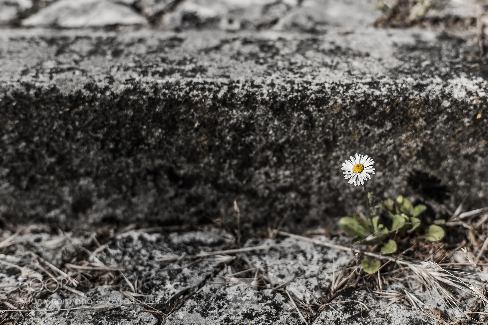 Canon EOS 6D sample photo. The wild little flower... photography