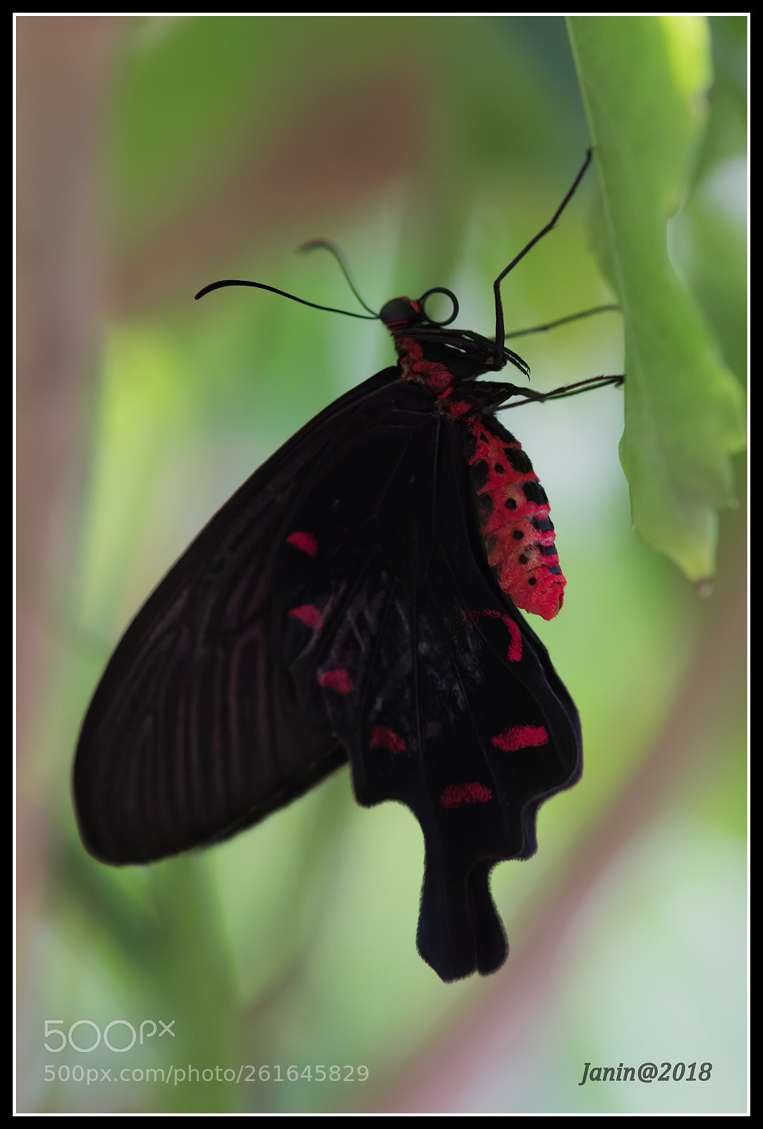 Canon EOS 77D (EOS 9000D / EOS 770D) sample photo. Black and red butterfly photography