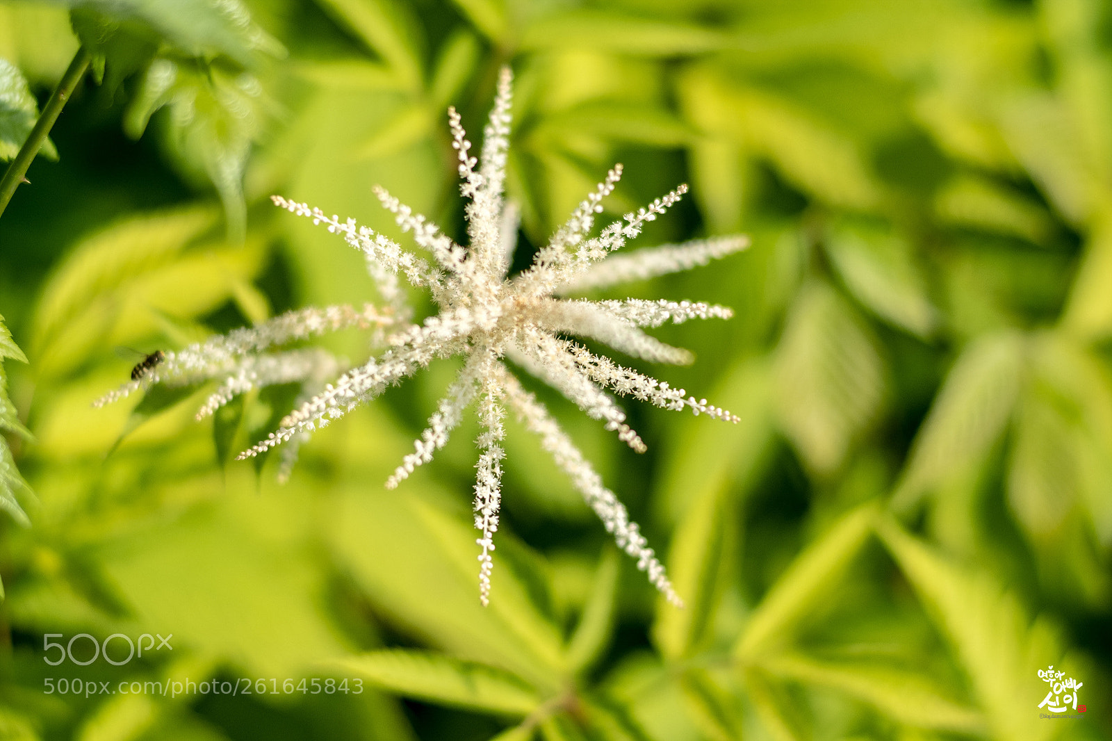 Fujifilm X-T2 sample photo. Goatsbeard photography