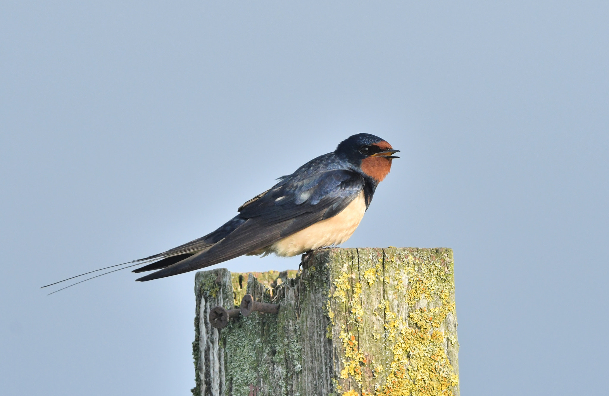 Nikon AF-S Nikkor 500mm F4G ED VR sample photo. Boerenzwaluw photography