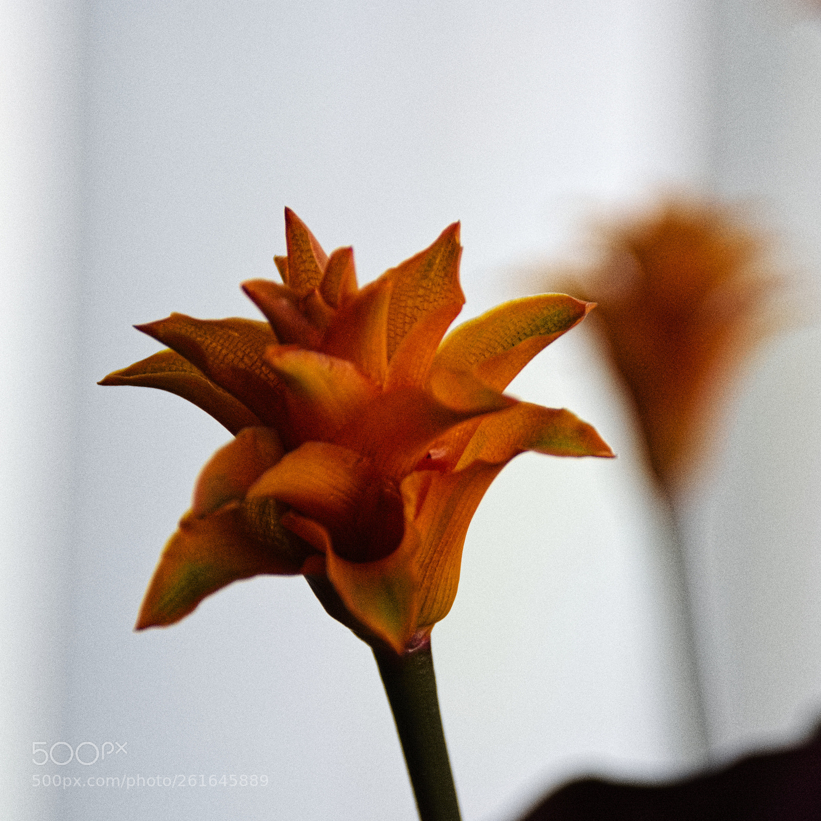 Nikon D5200 sample photo. Tales of life (55) photography