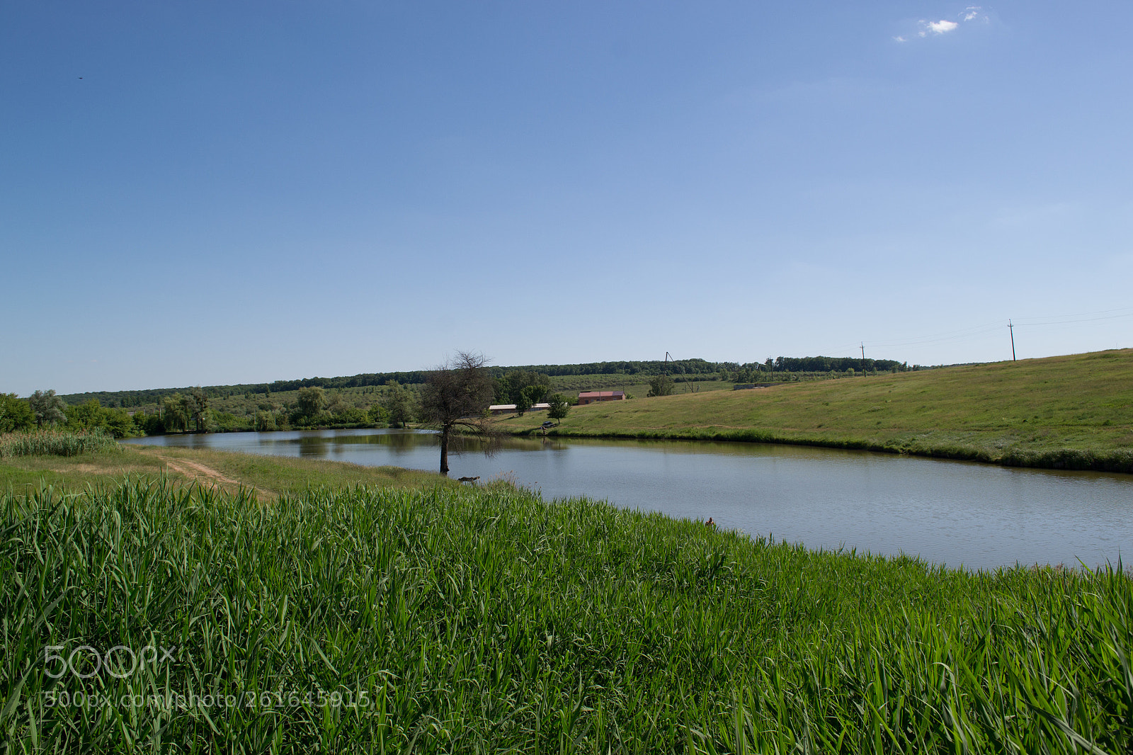 Nikon D3100 sample photo. Reeds, pond, sky ... photography