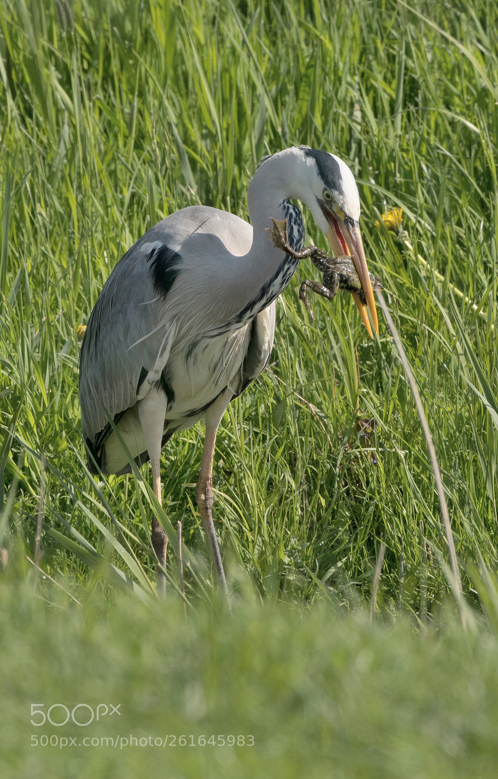 Nikon D500 sample photo. Blauwe reiger photography
