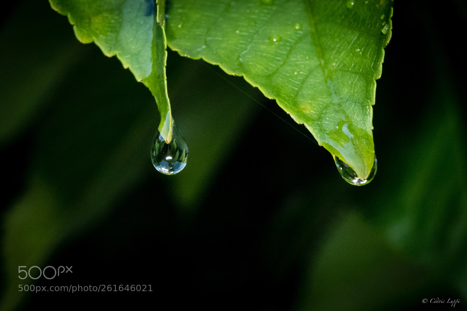 Nikon D5500 sample photo. Drops photography
