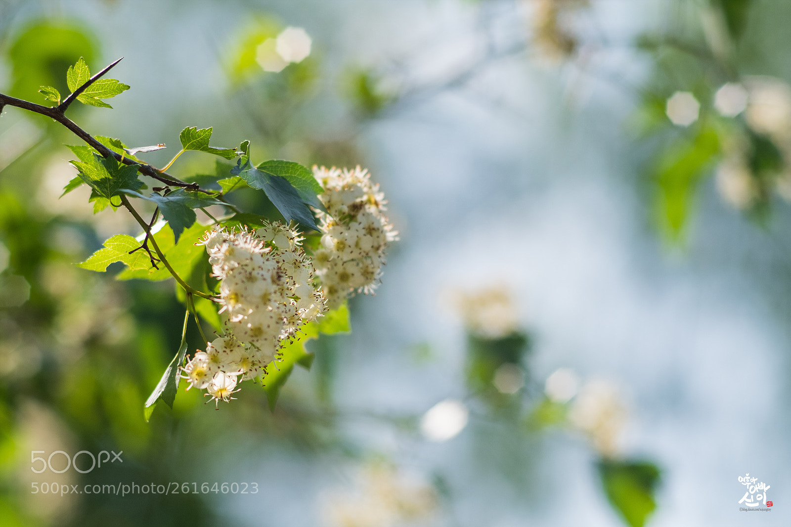 Fujifilm X-T2 sample photo. Hawthorn photography