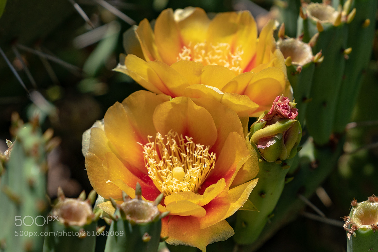 Sony a7R II sample photo. Cactus bloom photography
