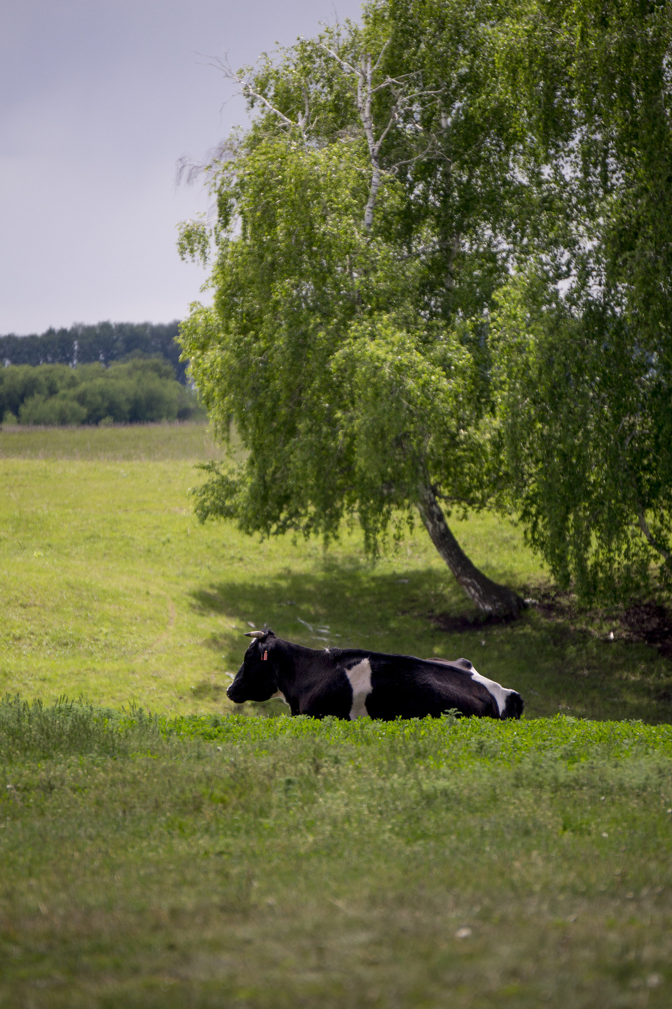 Sony Alpha a3500 sample photo. Cow. mooooo photography