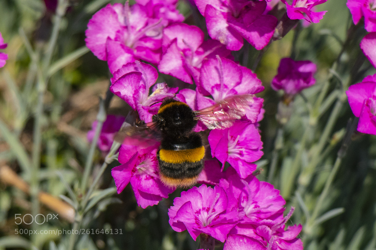 Canon EOS 80D sample photo. Img photography