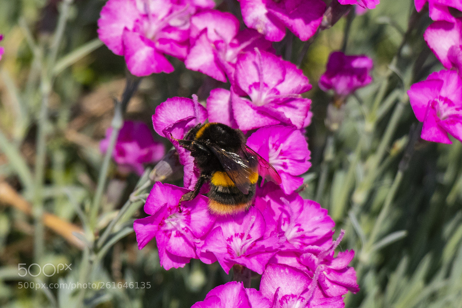 Canon EOS 80D sample photo. Img photography