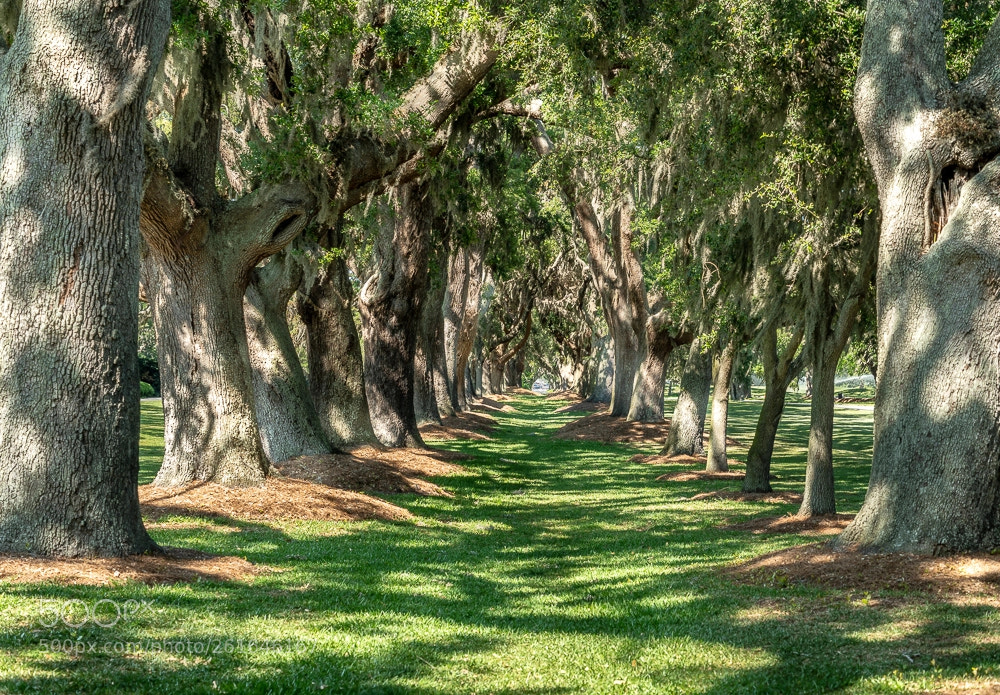 Sony a7R III sample photo. Old oaks photography