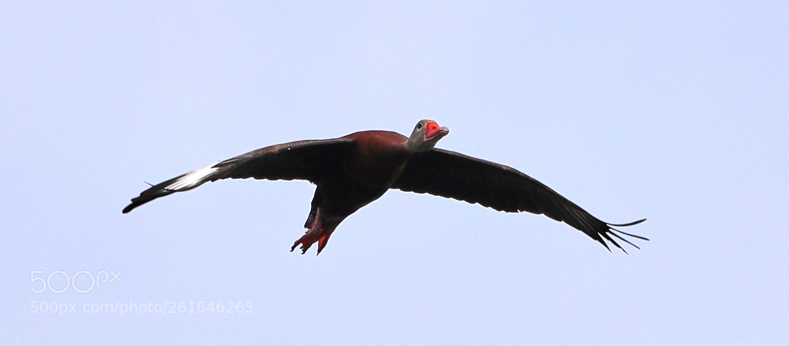 Canon EOS-1D X Mark II sample photo. 06-10-18-0022037.jpg photography