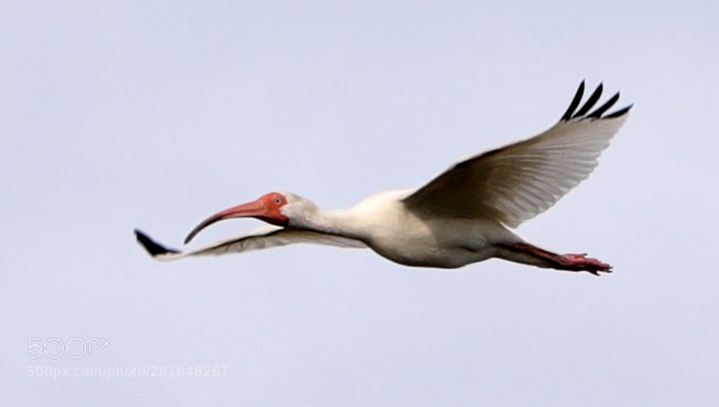 Canon EOS-1D X Mark II sample photo. 06-10-18-0022033.jpg photography