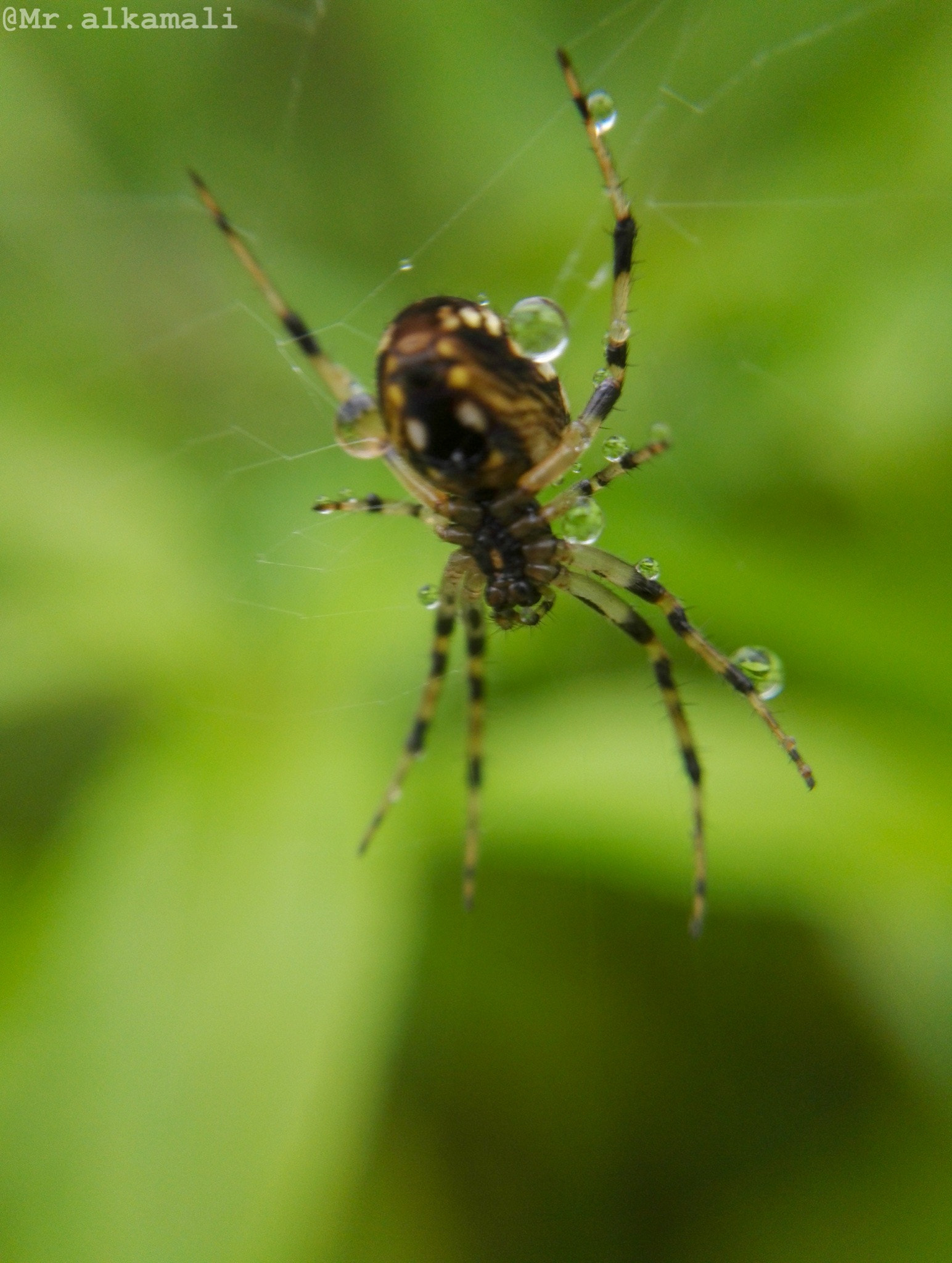 HUAWEI Honor 7 sample photo. Spider photography