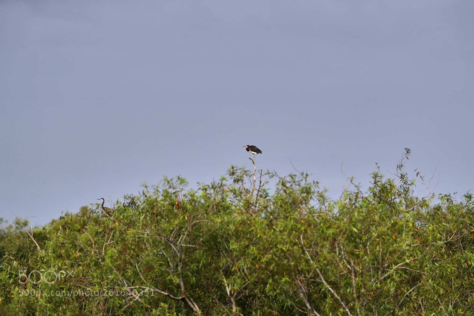 Canon EOS-1D X Mark II sample photo. 06-10-18-0021994.jpg photography