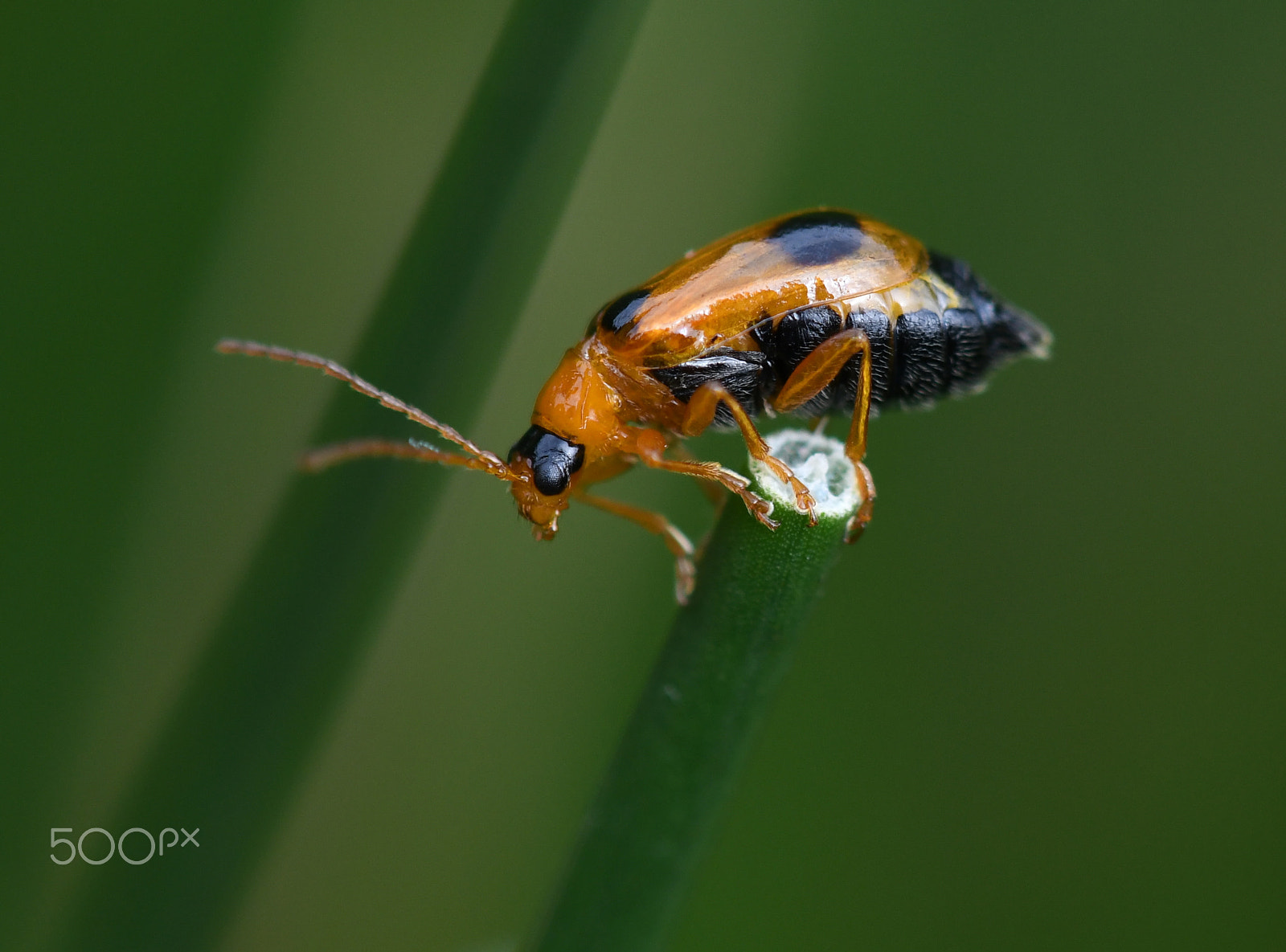 Nikon D500 sample photo. Glidkruidhaantje (phyllobrotica quadrimaculata) photography