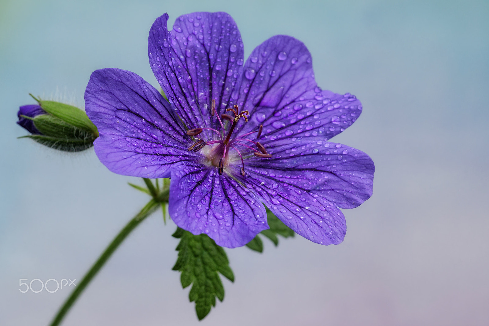 Sony SLT-A65 (SLT-A65V) sample photo. Cranesbill photography
