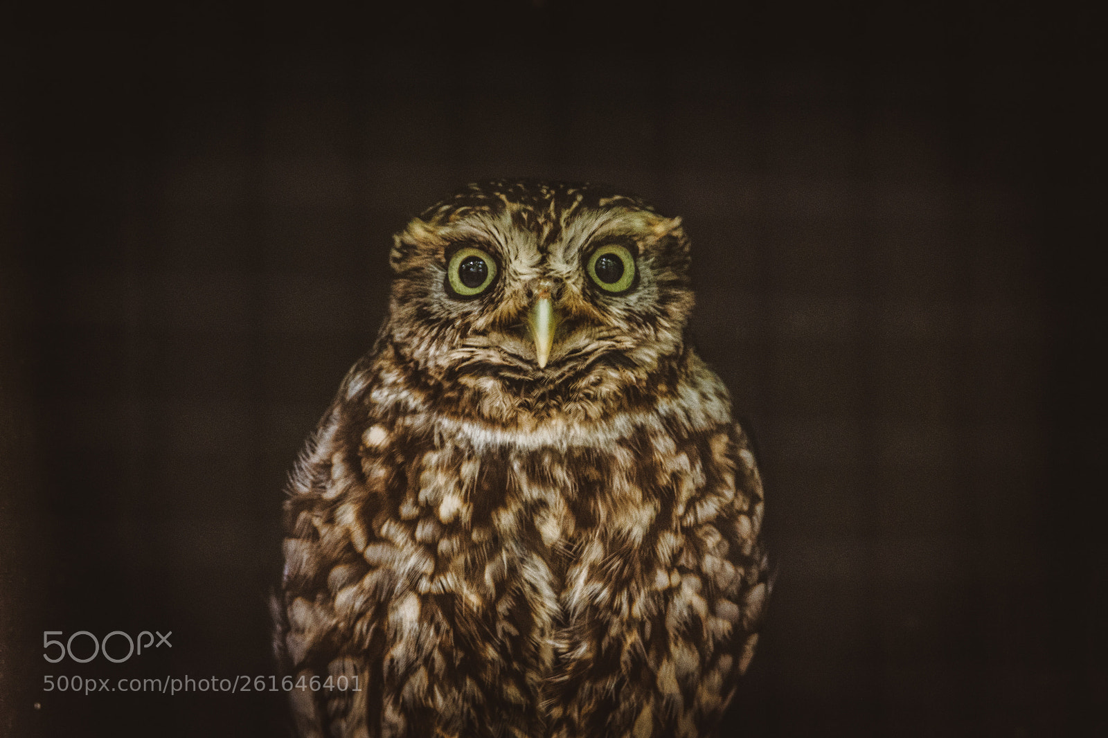 Nikon D7200 sample photo. Mr owl photography