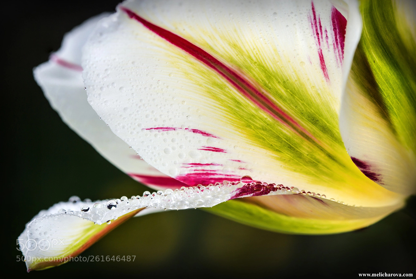Canon EOS 60D sample photo. Colorful tulip photography