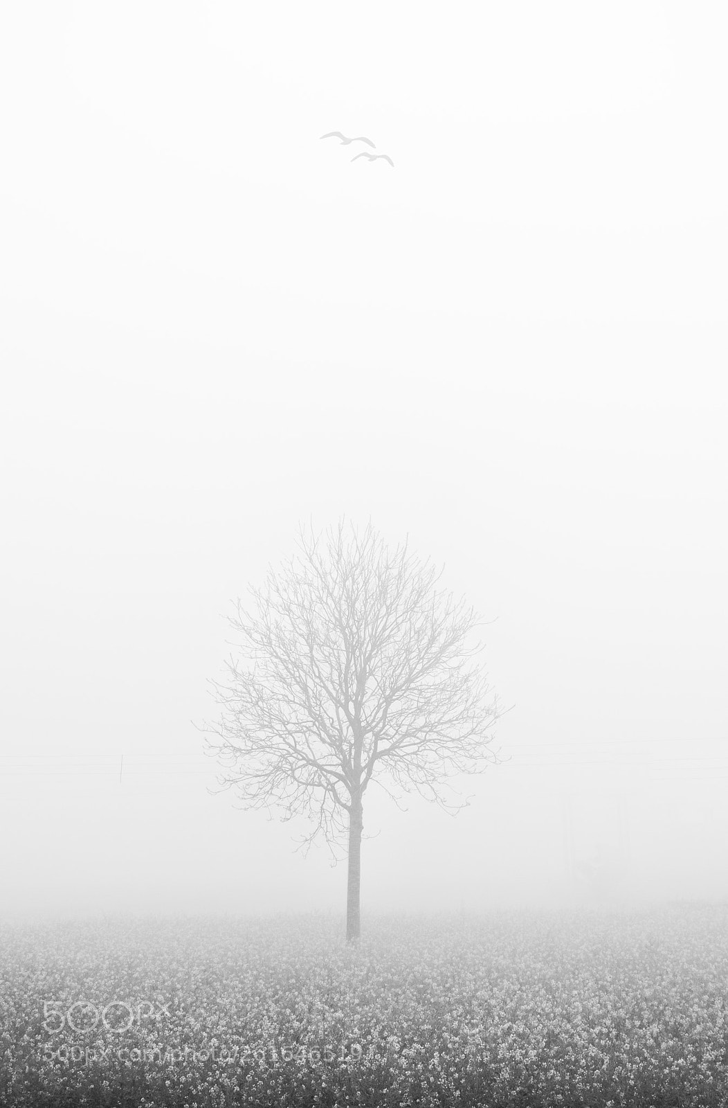 Nikon D7000 sample photo. The beauty with fog photography
