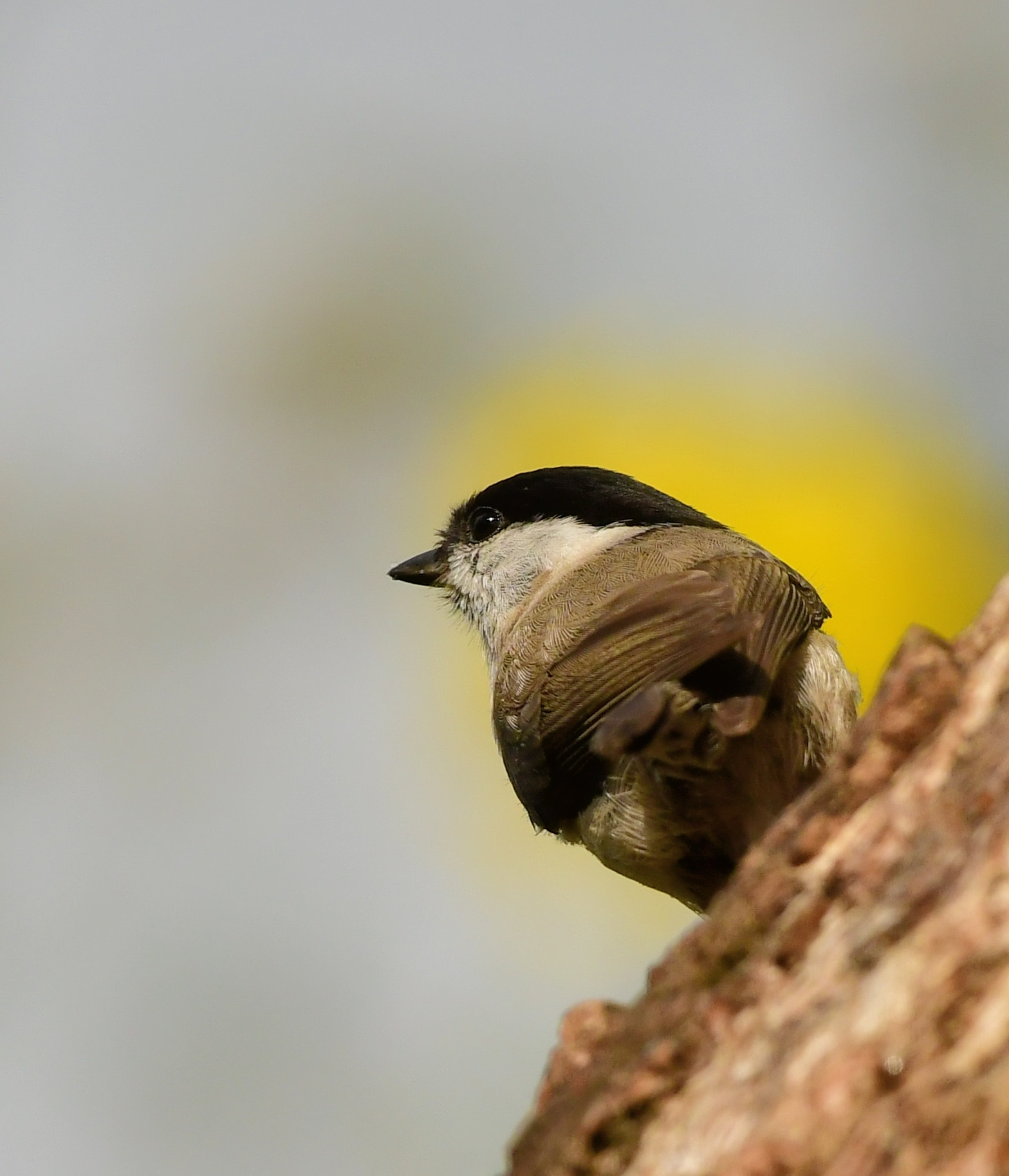 Nikon AF-S Nikkor 500mm F4G ED VR sample photo. Matkop photography