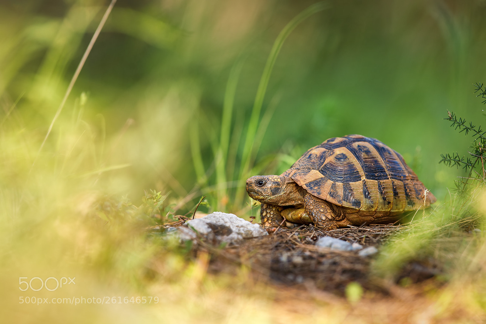 Canon EOS 5D Mark IV sample photo. Želva zelenavá (testudo hermanni) photography
