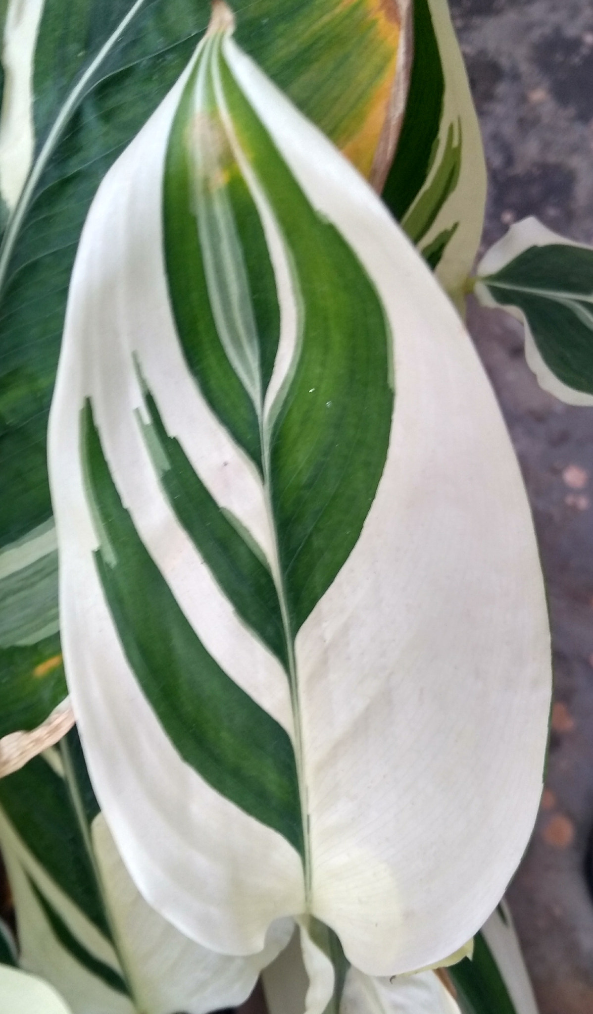 Motorola Moto G (5S) Plus sample photo