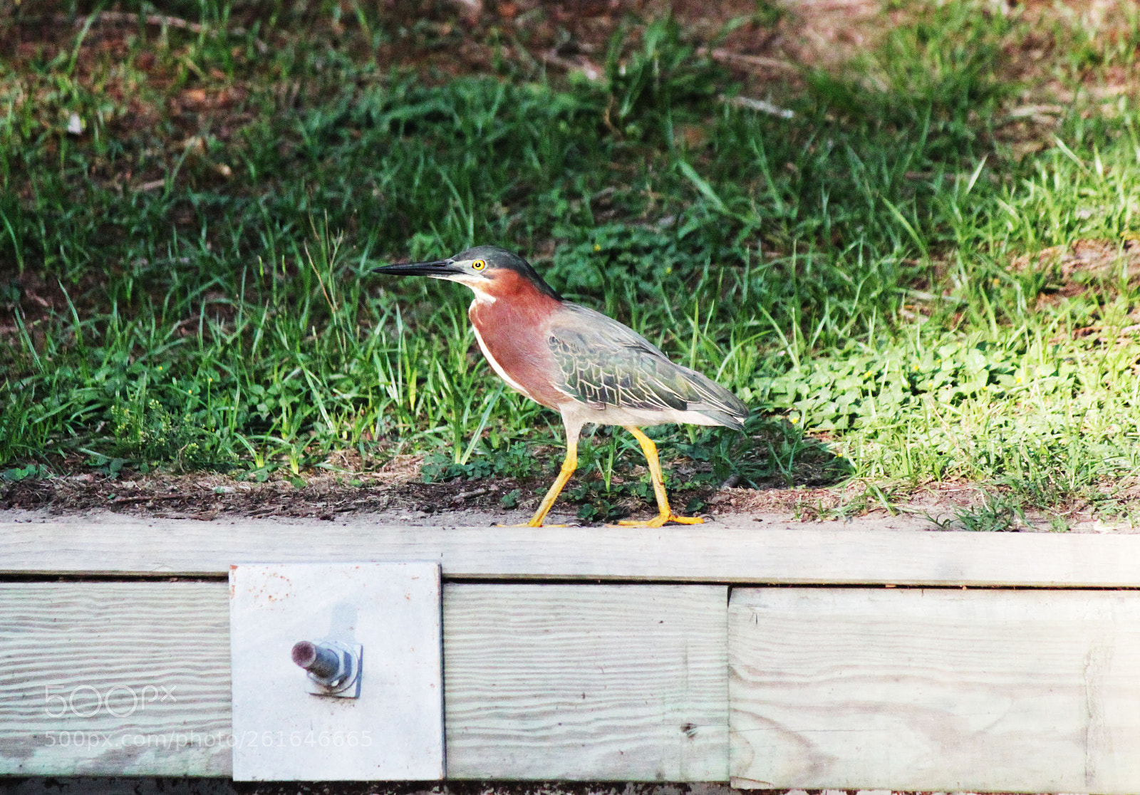 Canon EOS 500D (EOS Rebel T1i / EOS Kiss X3) sample photo. Tri color heron on photography