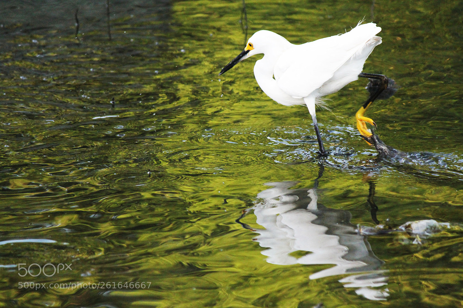 Canon EOS 500D (EOS Rebel T1i / EOS Kiss X3) sample photo. Snowy egret fishing photography