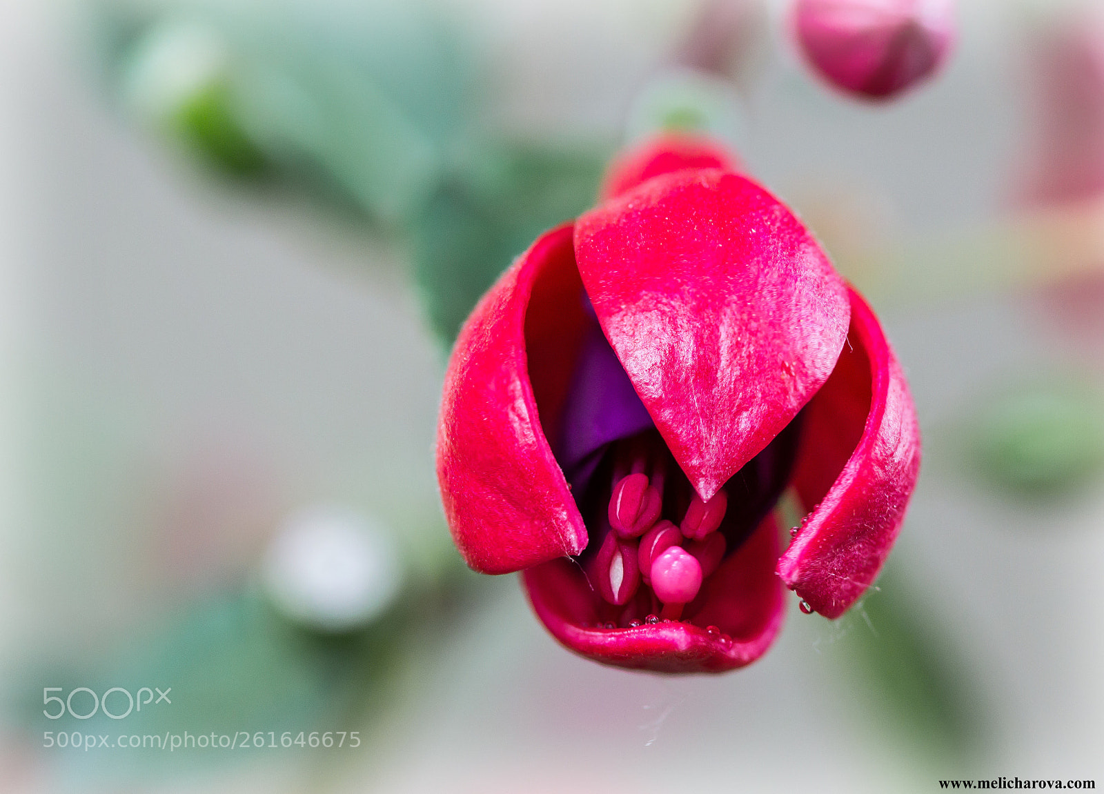 Canon EOS 60D sample photo. Fuchsia photography
