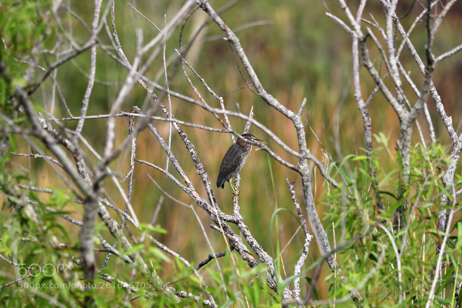 Canon EOS-1D X Mark II sample photo. 06-10-18-0021964.jpg photography