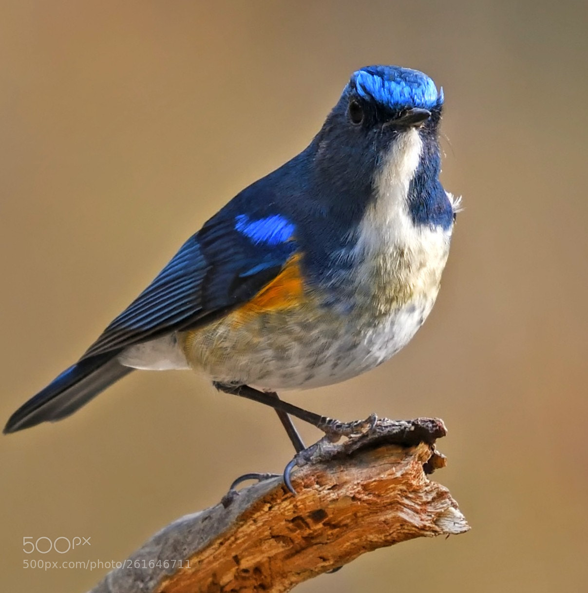 Nikon D500 sample photo. Himalayan bluetail photography