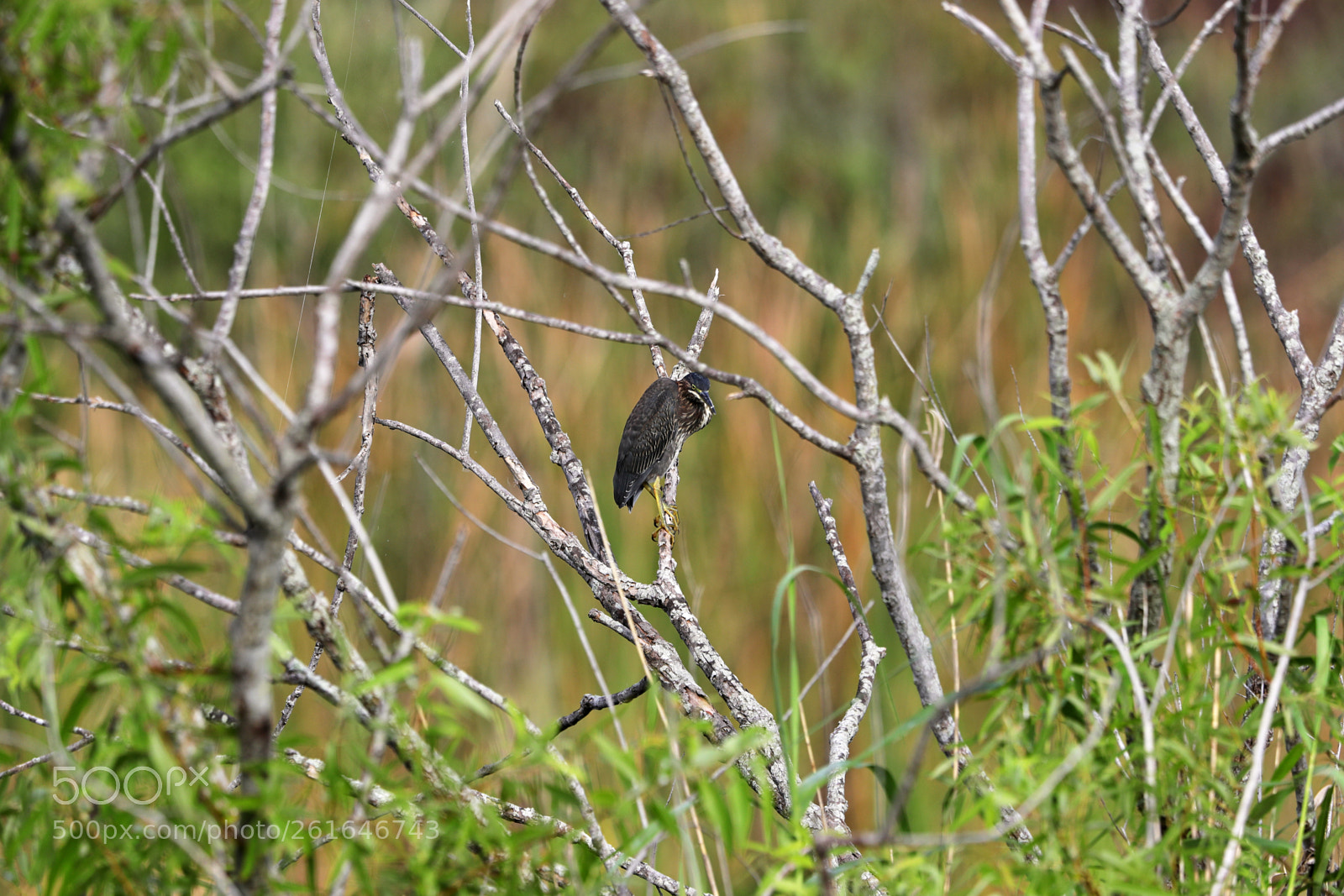 Canon EOS-1D X Mark II sample photo. 06-10-18-0021960.jpg photography