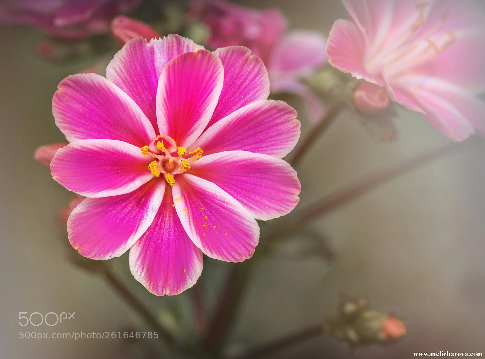 Canon EOS 60D sample photo. Lewisia photography