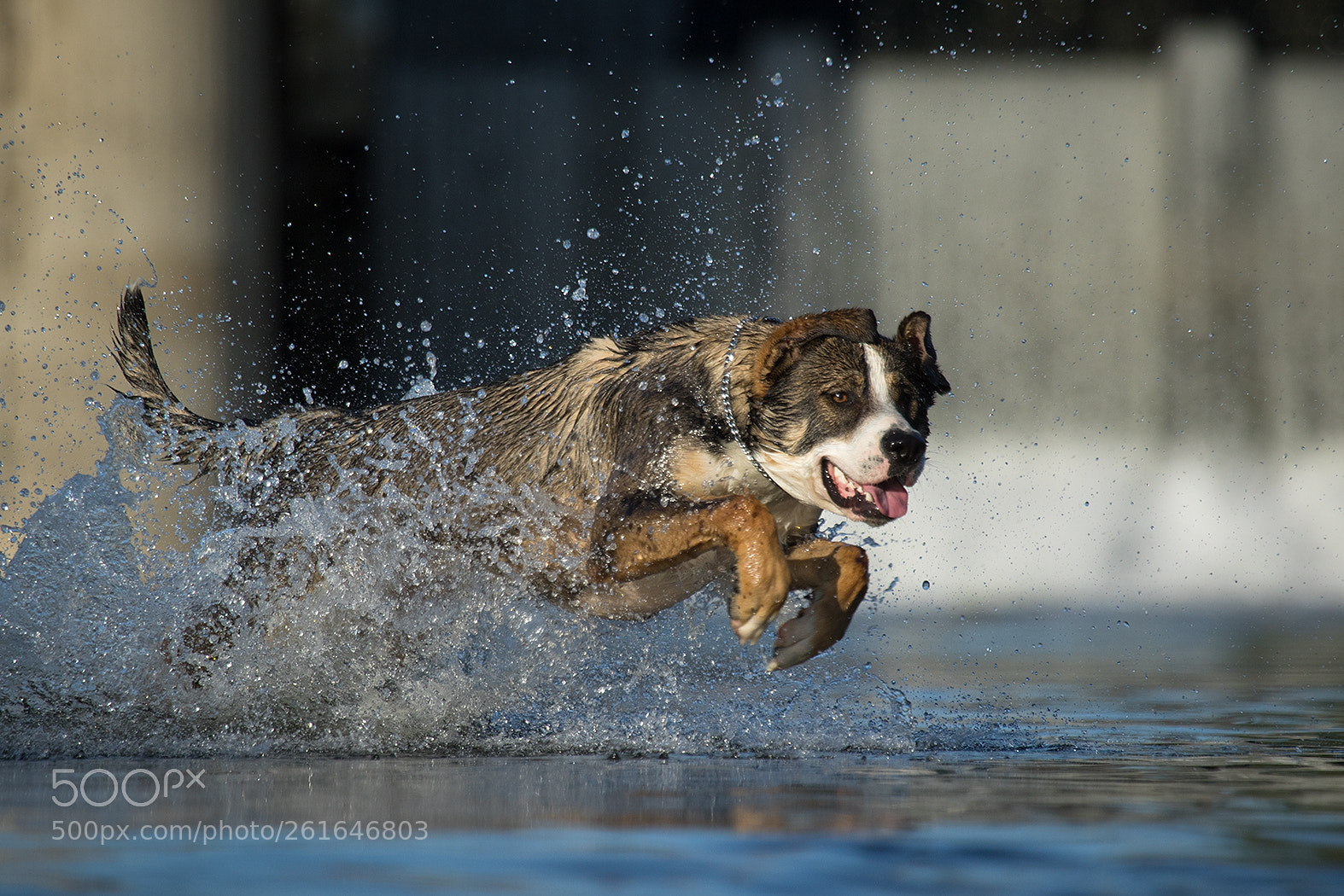 Canon EOS 7D Mark II sample photo. Dog photography
